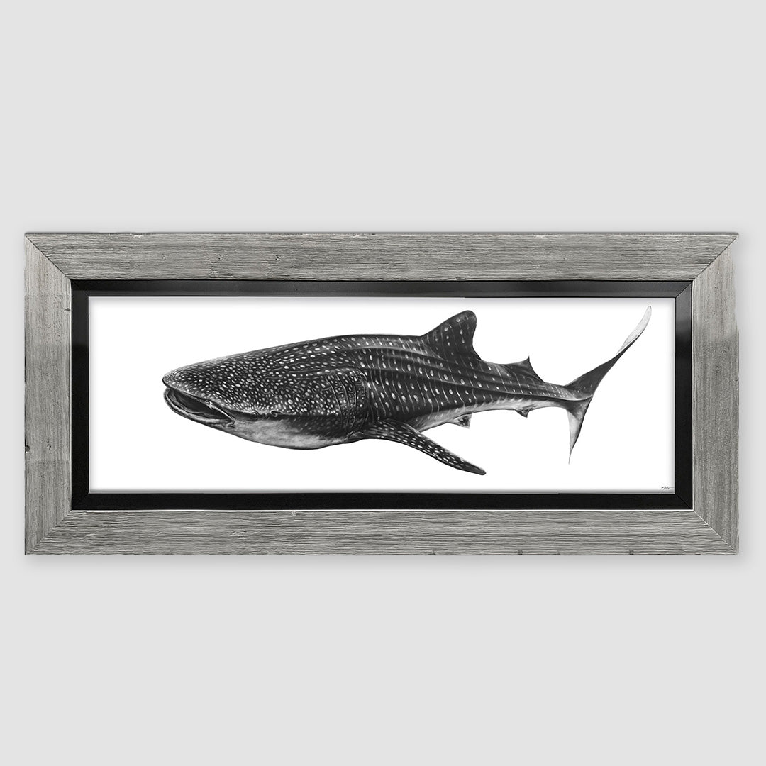 Gentle Giant - Whale Shark Art – KScott Art