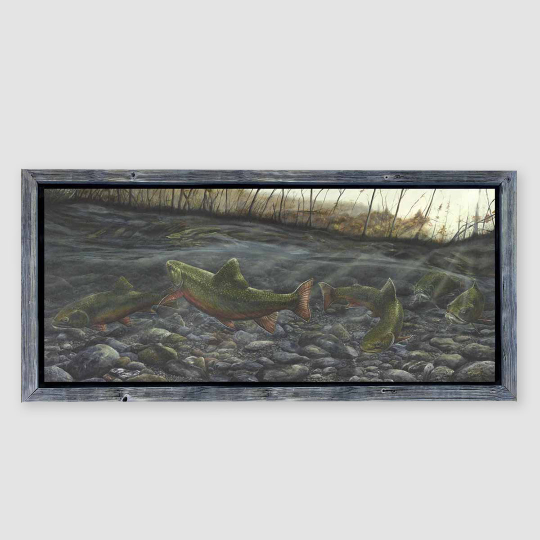 Colorado Golden Trout - Original Art Feature