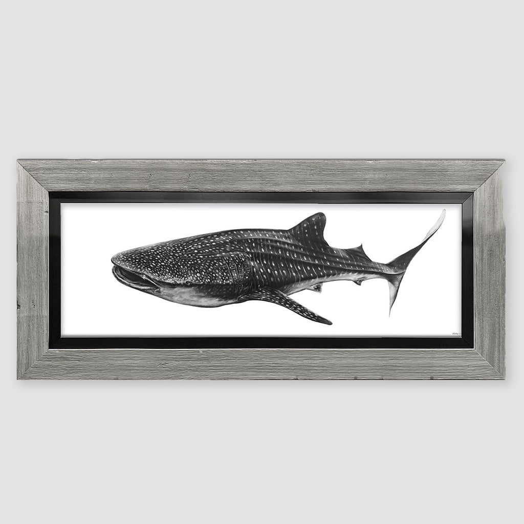 Gentle Giant Marine Artwork