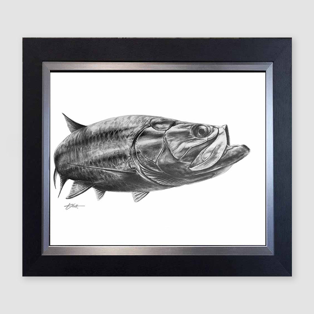 Tarpon Feed Pencil Marine Artwork