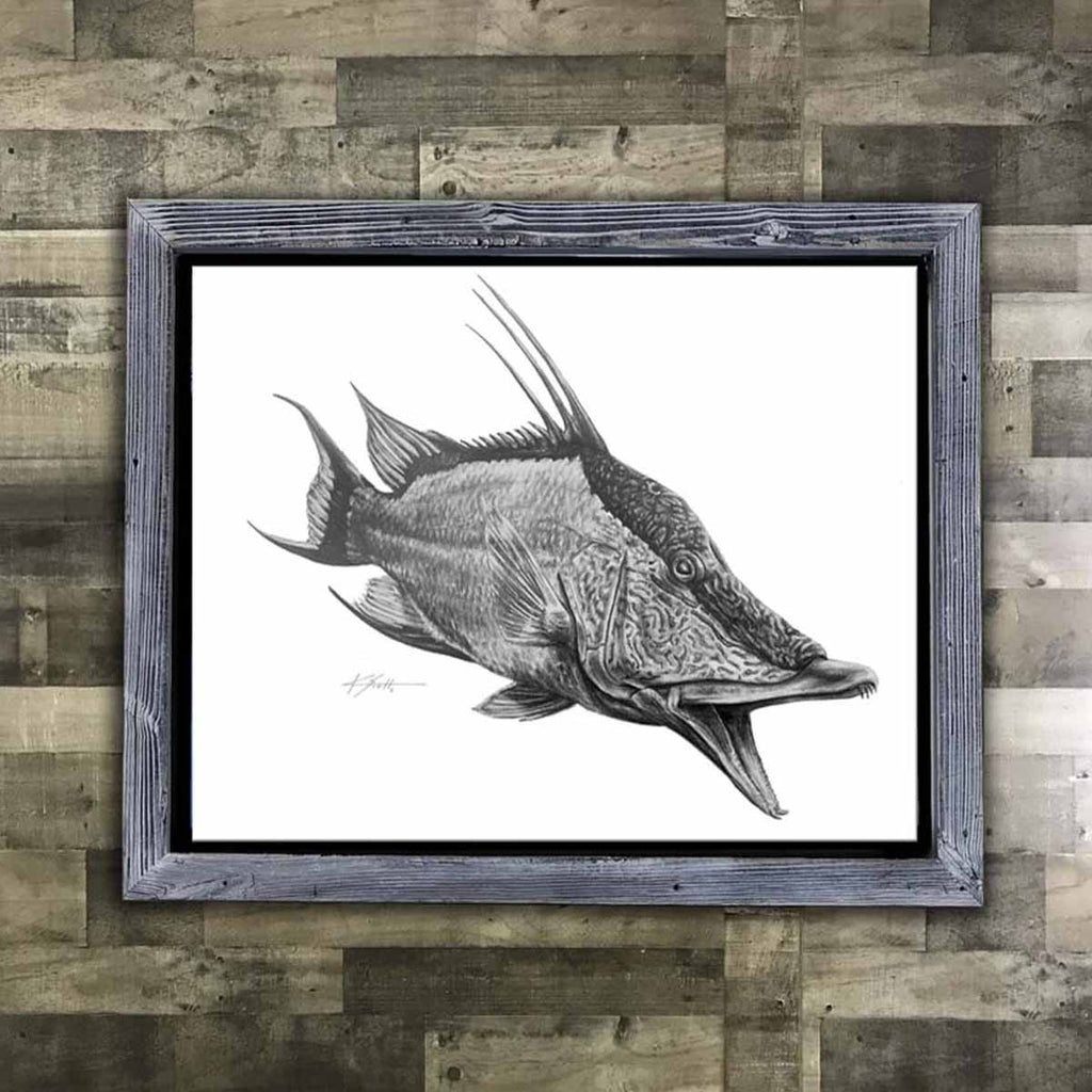 Hogfish Pencil Artwork