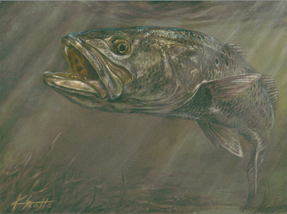 Spotted Sea Trout Framed Artwork