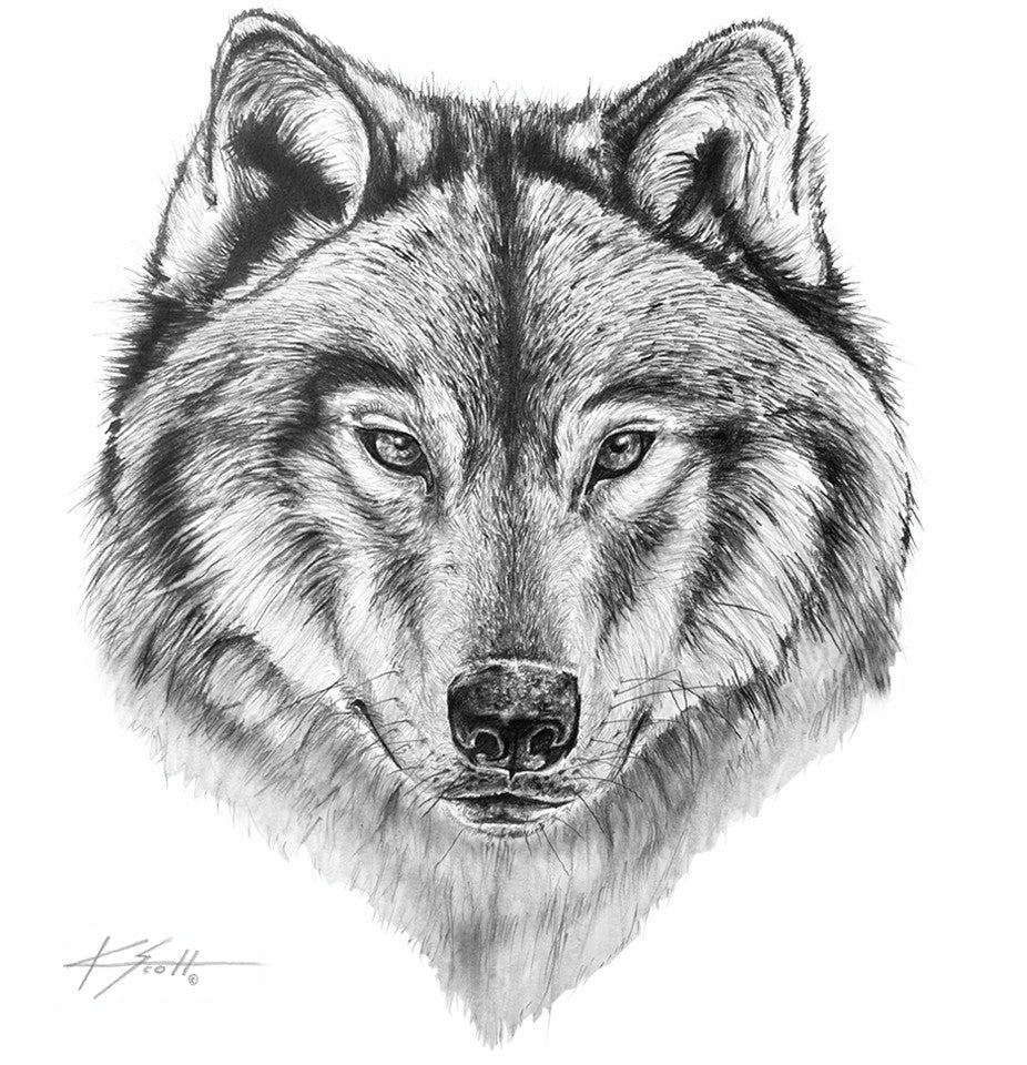 Black Wolf Pencil Drawing