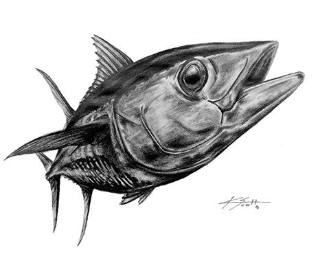 Yellowfin Tuna Pencil Art